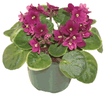 African Violet