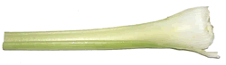 Stalk of Celery