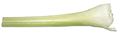 Celery Stalk
