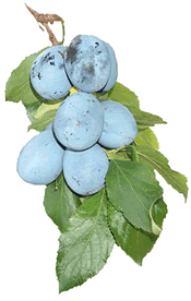 Plums on Branch