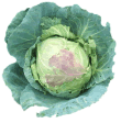 Head of Cabbage