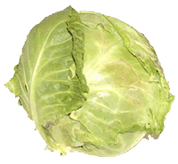 Cabbage Head
