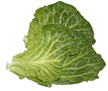 Cabbage Leaves