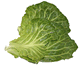 Cabbage Leaves