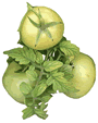 Green Tomatoes