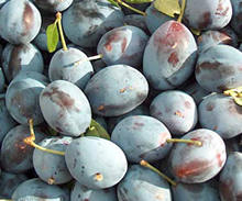 Plums