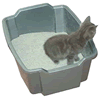 Kitty in Litter