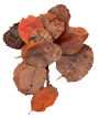 Brown Leaves