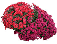 Chrysanthemums