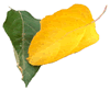Green & Yellow Leaves