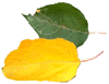 Green & Yellow Leaves