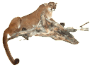 Cougar