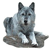 Timber Wolf
