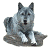 Timber Wolf