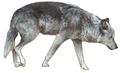 Walking Timber Wolf