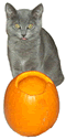 Kitten with Pumpkin