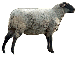 Sheep