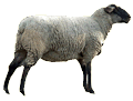 Wooly Sheep