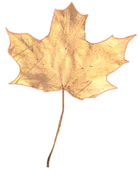Leaf