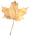 Yellow Leaf