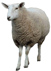 Sheep