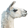 White Llama