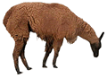 Brown Llama